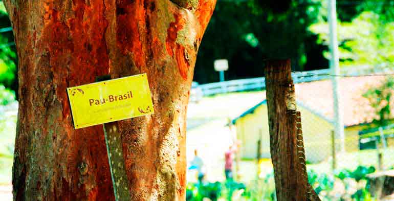 Foto da árvore Pau Brasil