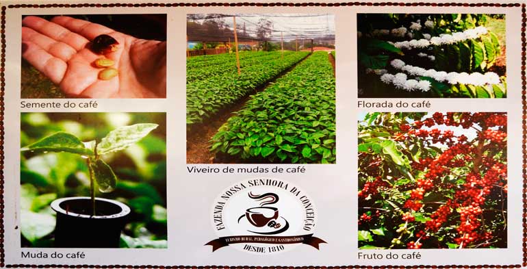 foto do painel que ensina de forma fotográfica o processo de plantio do café, da semente, plantio, muda e colheita